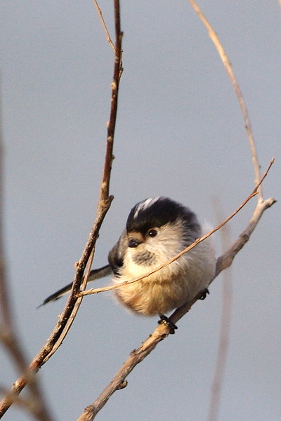 IMGP1043A_С.jpg