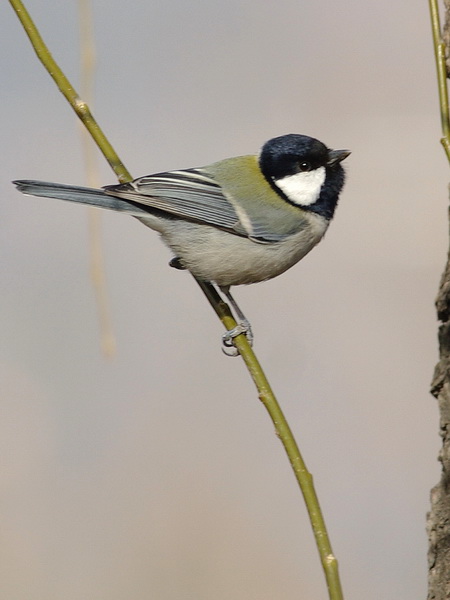 IMGP1128A_С.jpg