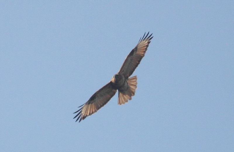 IMG_9771.jpg