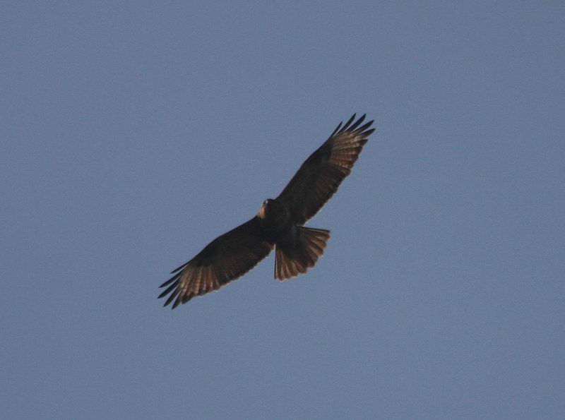 IMG_9755.jpg