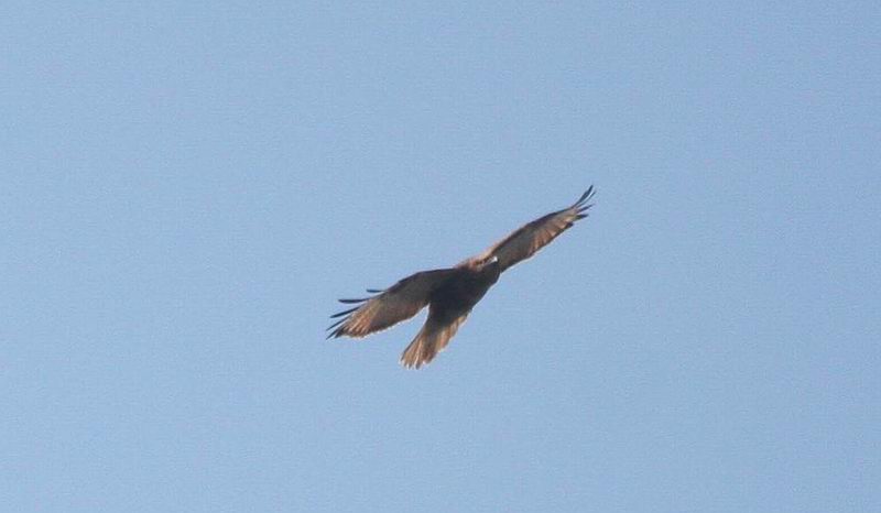 IMG_9770.jpg
