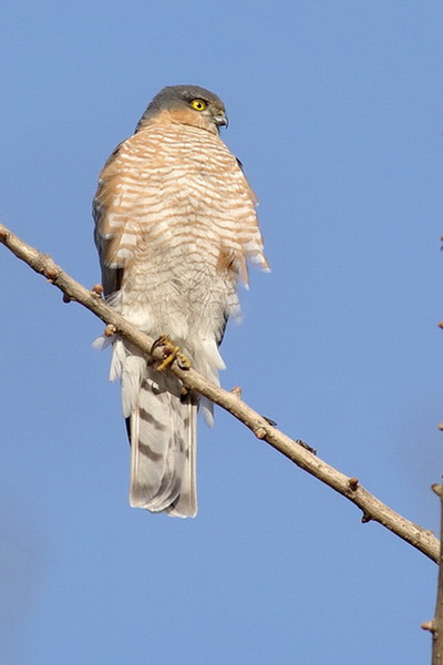 IMGP1113_С.jpg