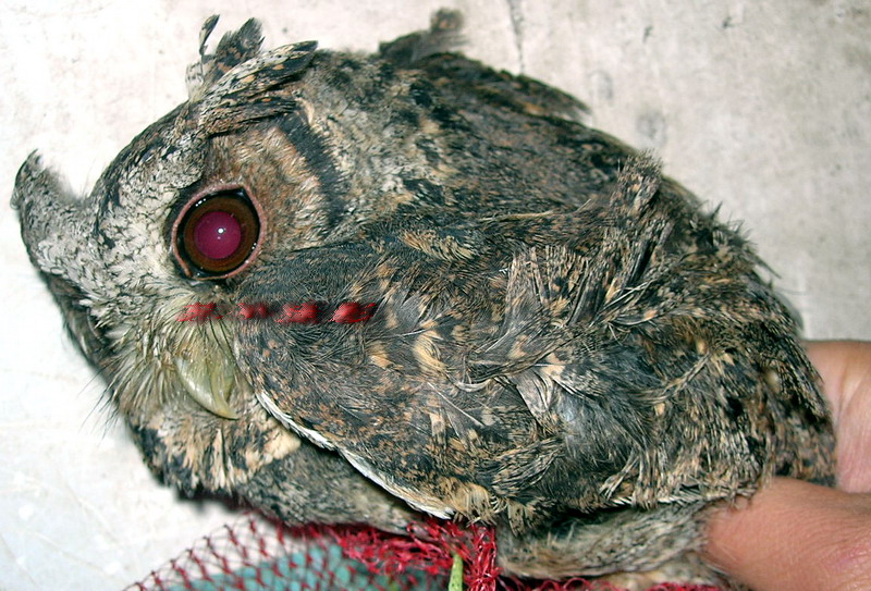 Ǻ6.jpg