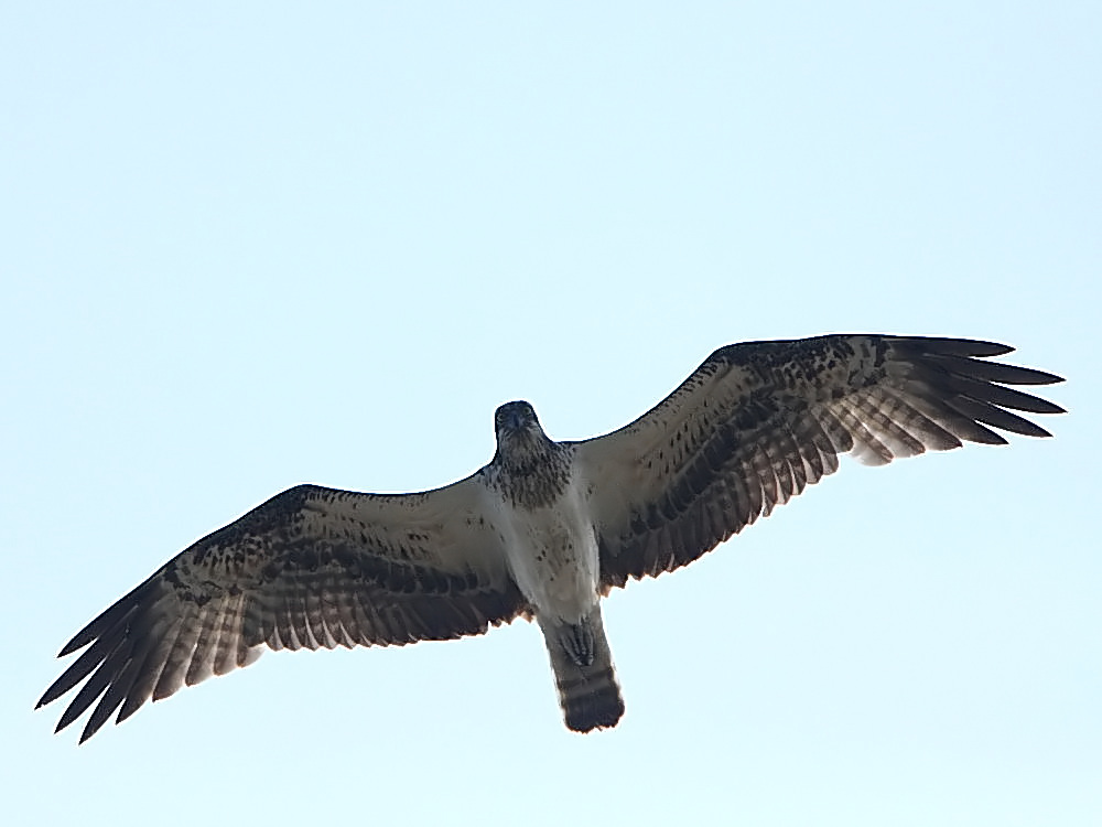 DPP_6692_1.jpg