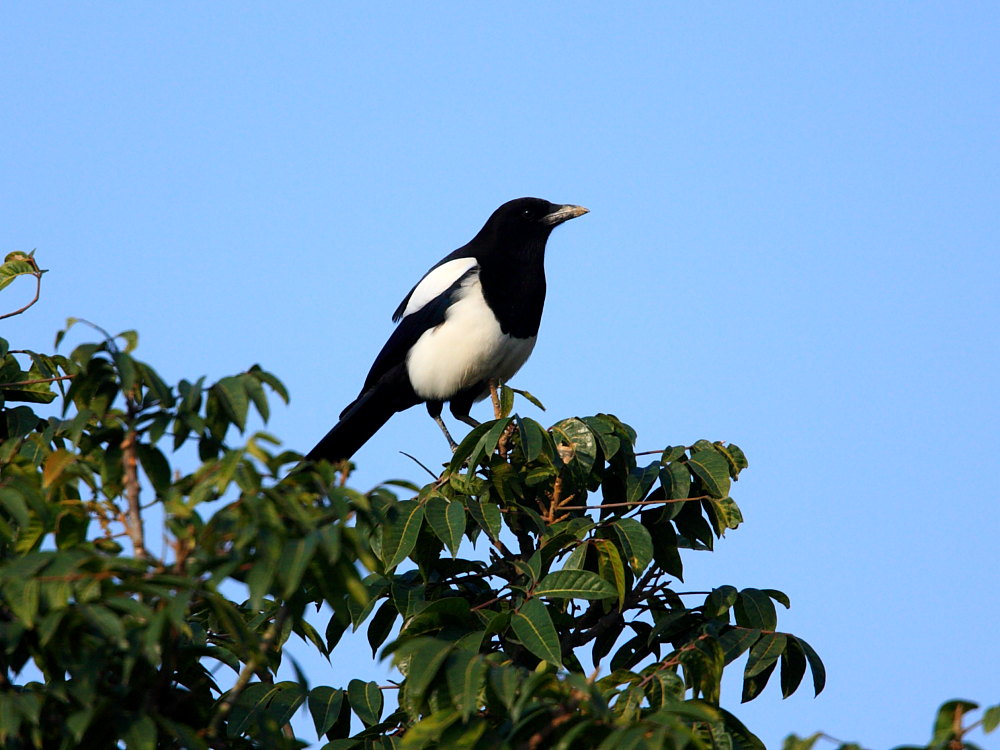 DPP_0115.JPG