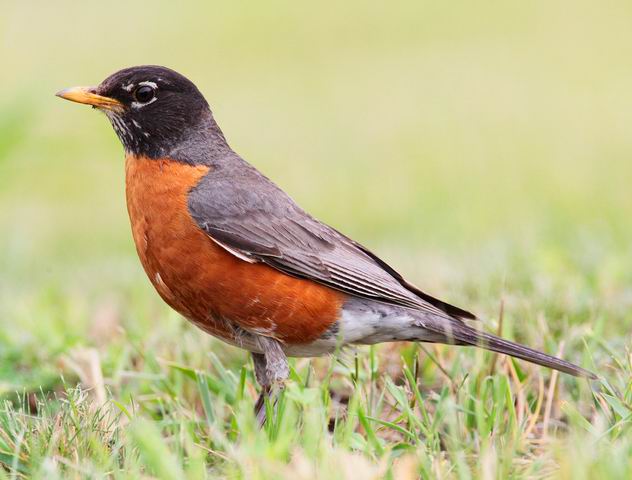 С Turdus-migratorius-002.jpg