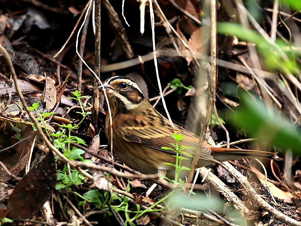 DPP_0452_1.jpg