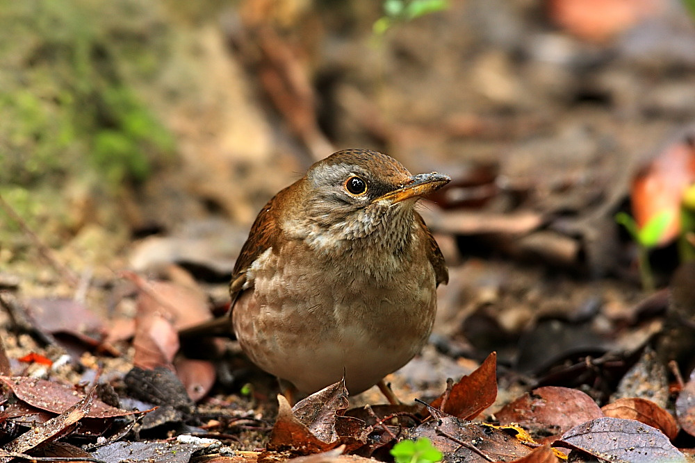 DPP_0436_1.jpg