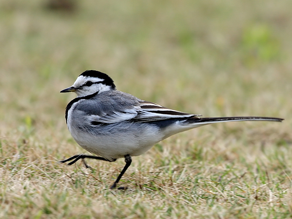 DPP_0508_1.jpg