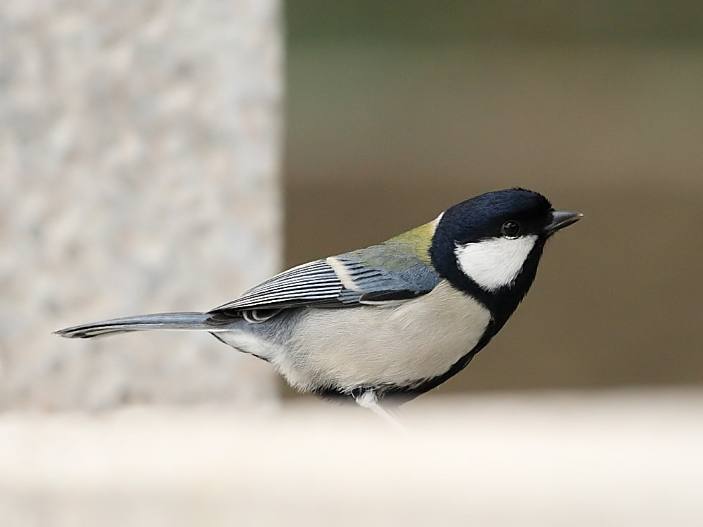 DPP_0565_1.jpg