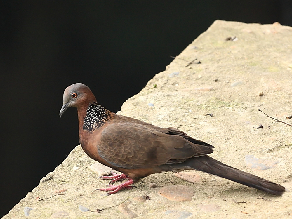 DPP_0572_1.jpg