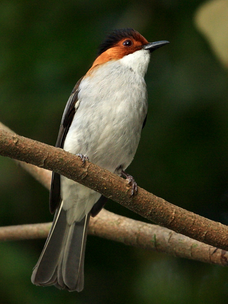 DPP_0592.JPG