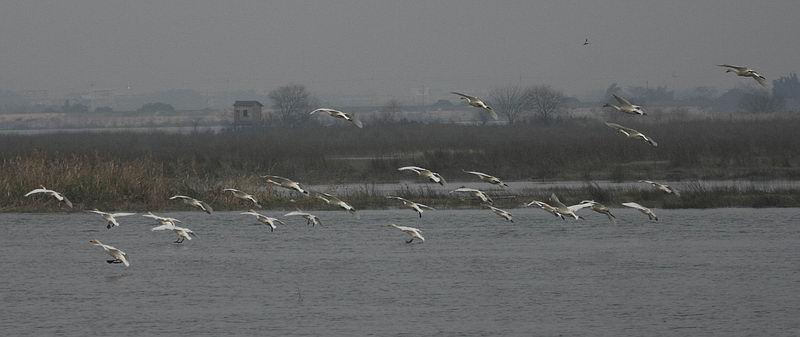 IMG_4533.jpg