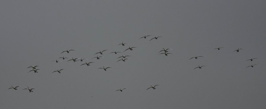 IMG_4519.jpg