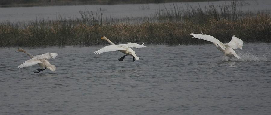 IMG_4570.jpg