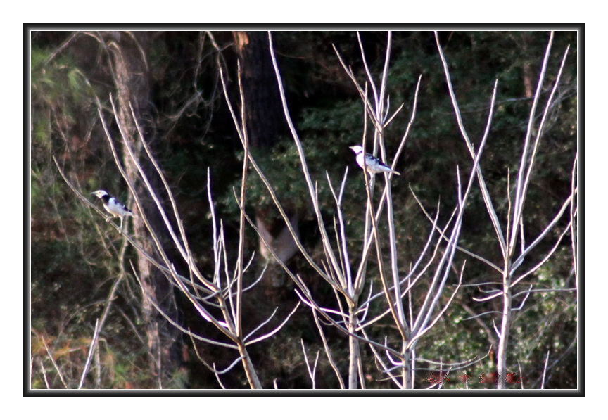 201001312.jpg