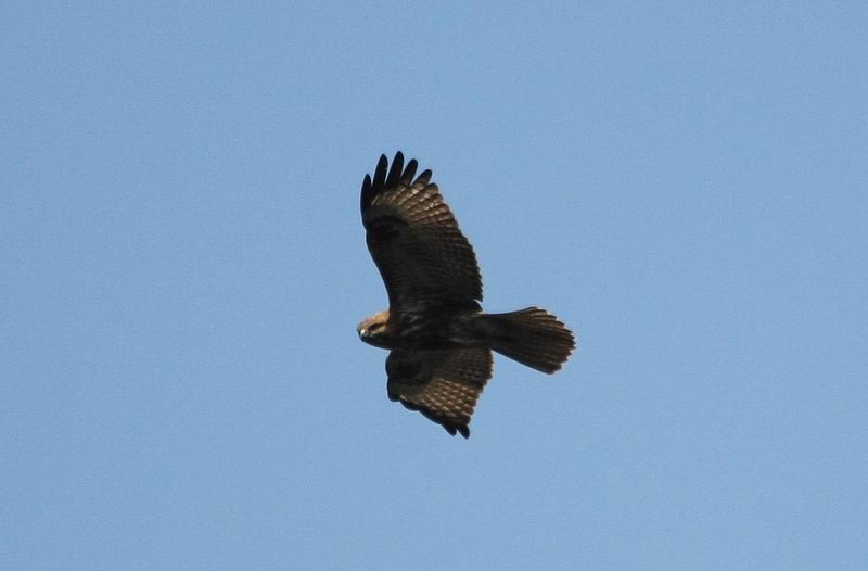 IMG_4925.jpg