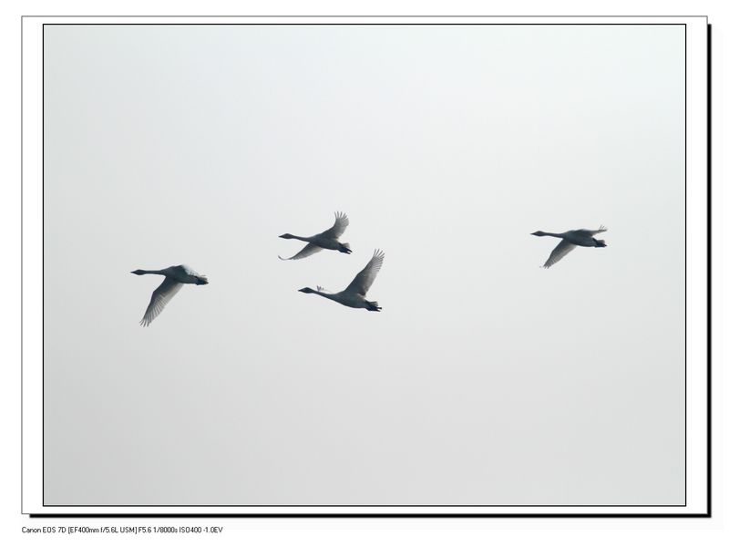 IMG_5003-1.jpg