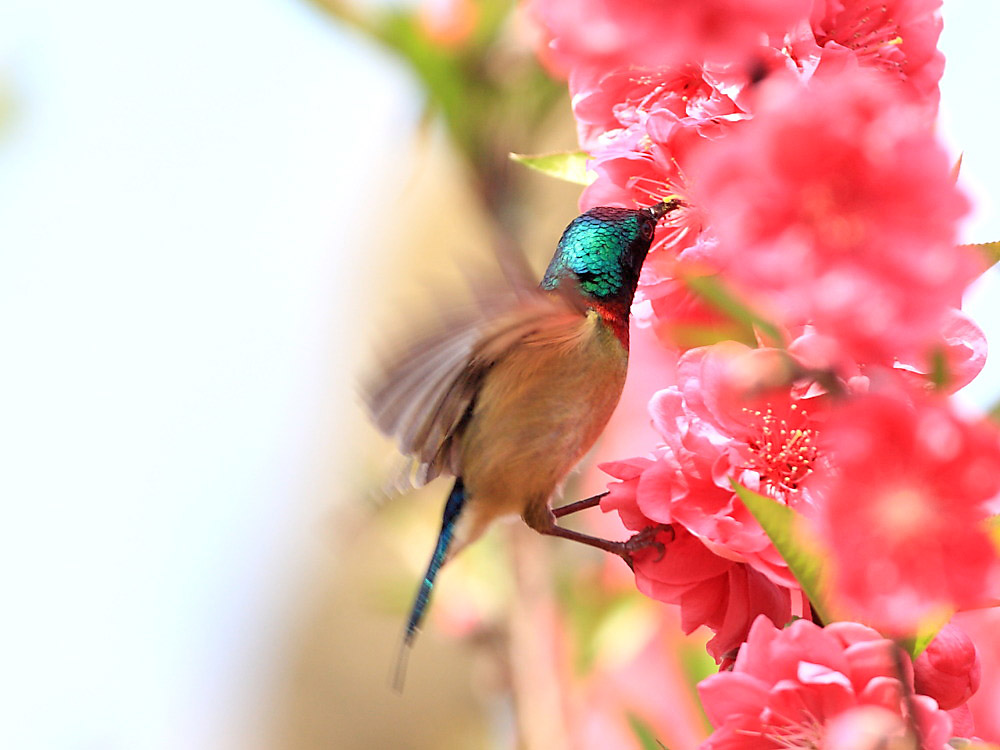 DPP_1061-1.jpg
