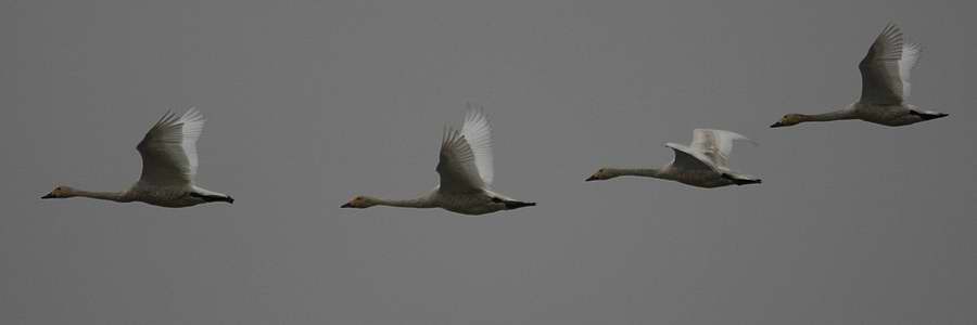 IMG_8060.jpg