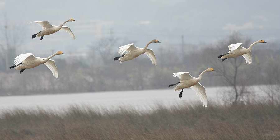 IMG_8087.jpg
