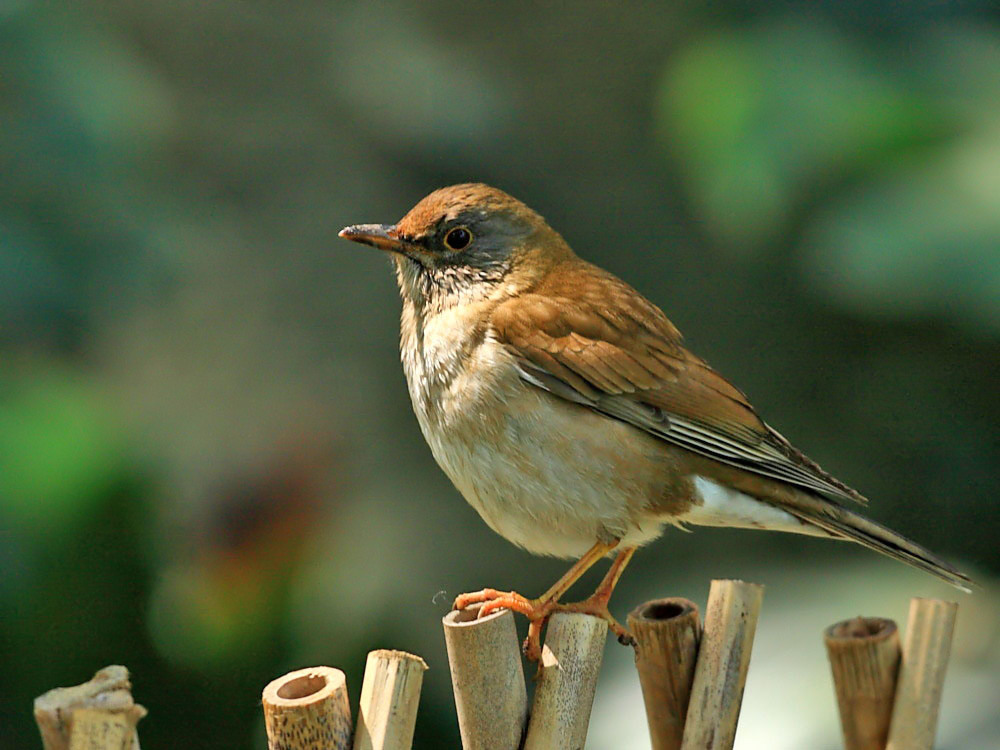 DPP_1153-5.jpg