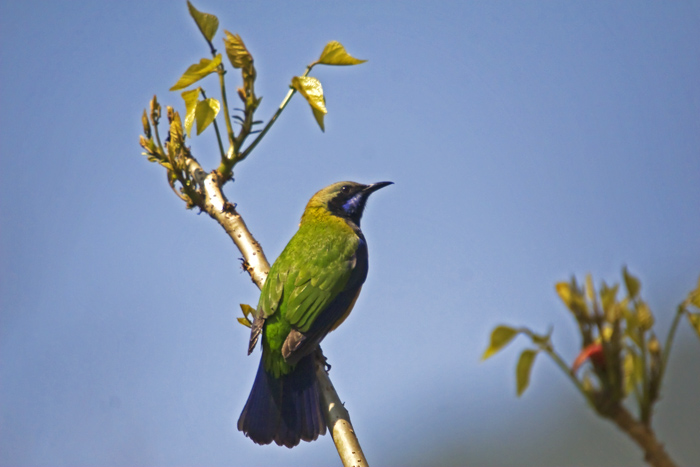 BȸҶ5700.jpg