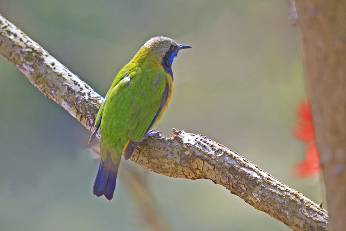 BȸҶ3700.jpg