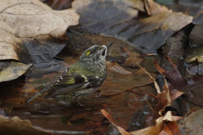 IMGP1674A-3_С.jpg
