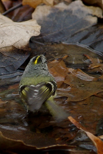 IMGP1659A-1_С.jpg