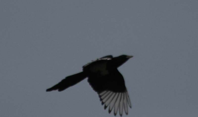 IMG_9456.jpg