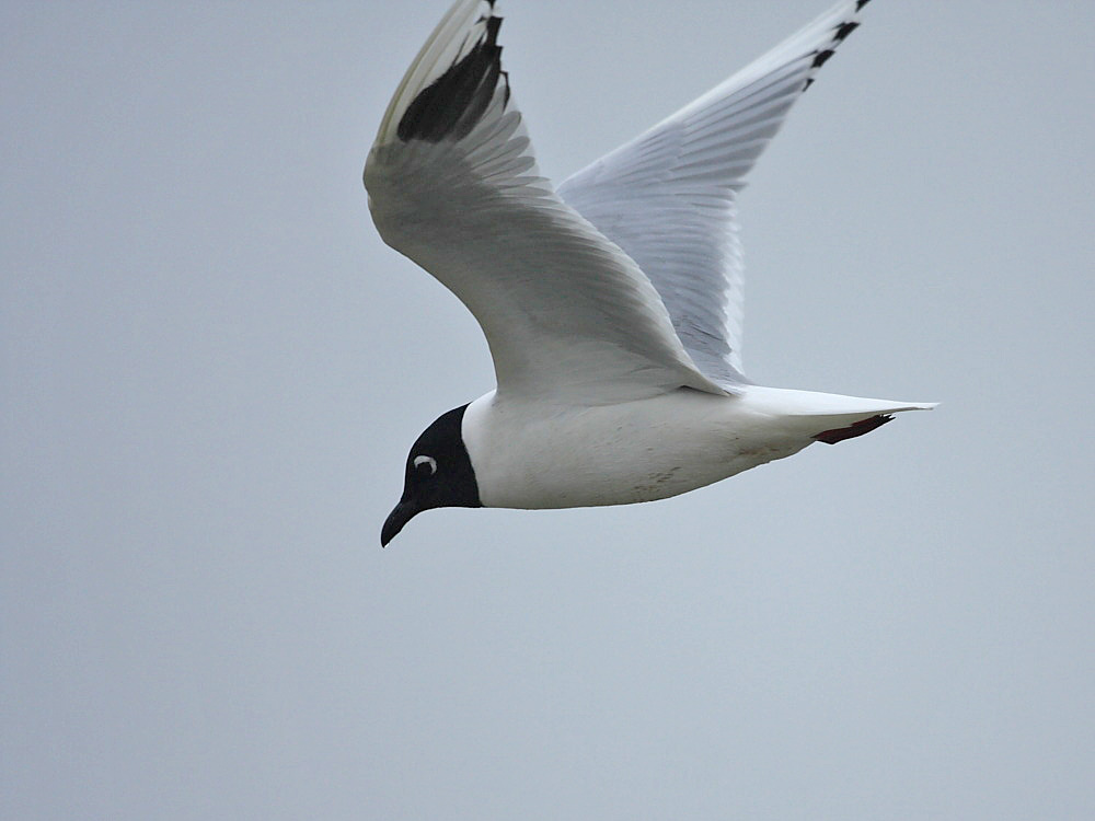 DPP_1221-1.jpg