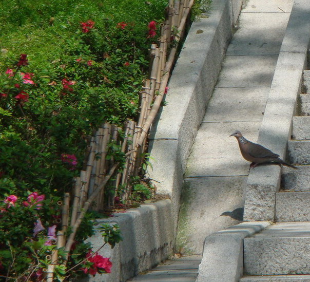 珠颈斑鸠.JPG