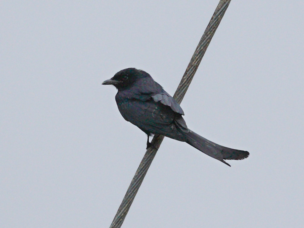 DPP_1297-1.jpg