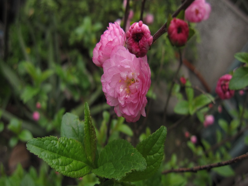 郁李IMG_3546_调整大小.jpg