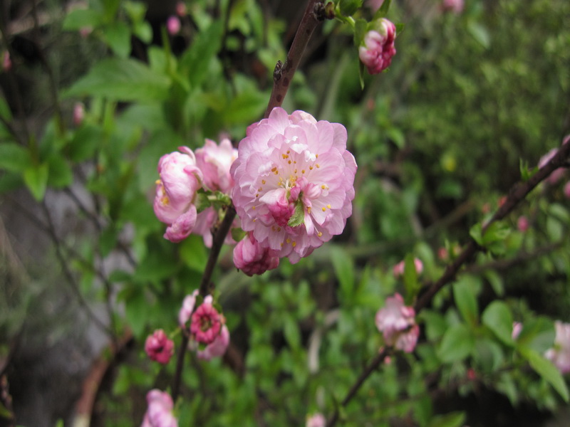 郁李IMG_3531_调整大小.jpg
