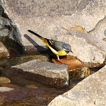 IMG_224511.JPG