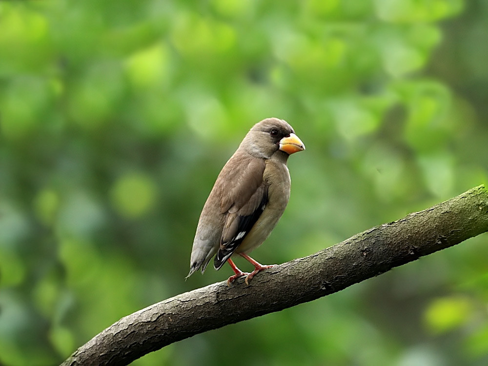 DPP_1450-2.jpg