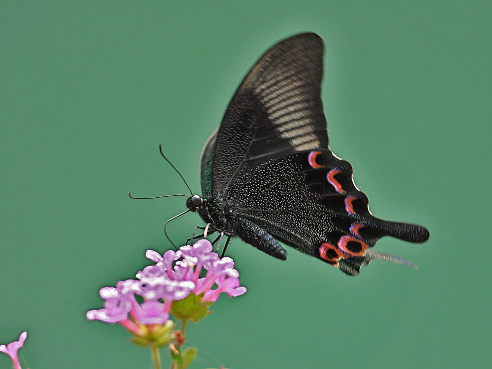 DPP_1436-1.jpg