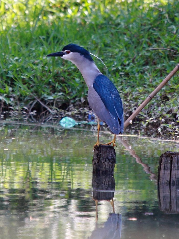 IMG_881511.JPG