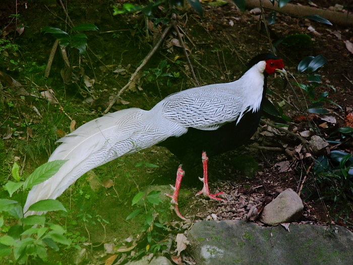 IMG_90301.JPG