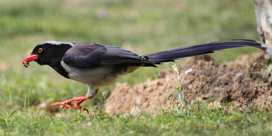 IMG_0887.jpg