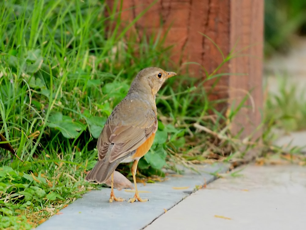DPP_1651-2.jpg
