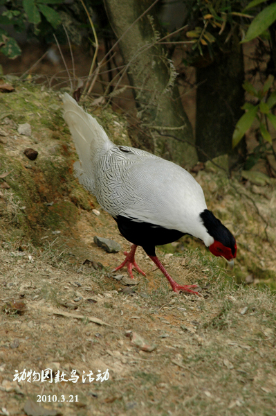 DSC_0123PSDX.jpg