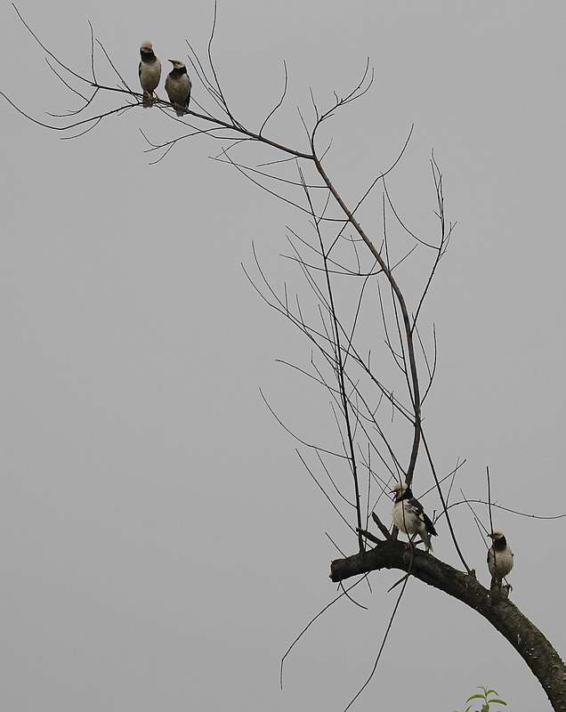 IMG_1145.jpg