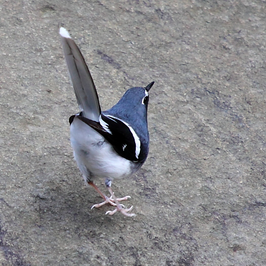 IMG_9157111.JPG