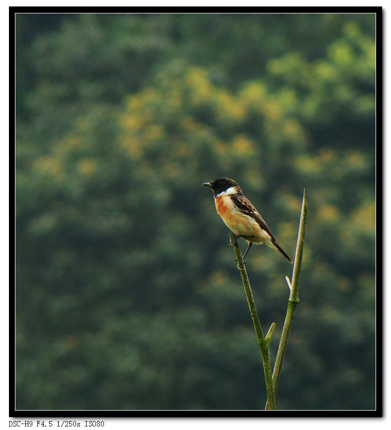 ںʯji