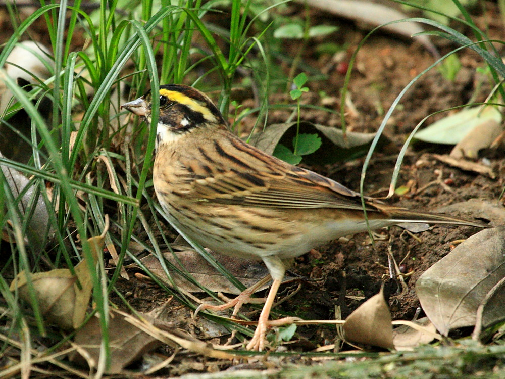 DPP_2130.JPG