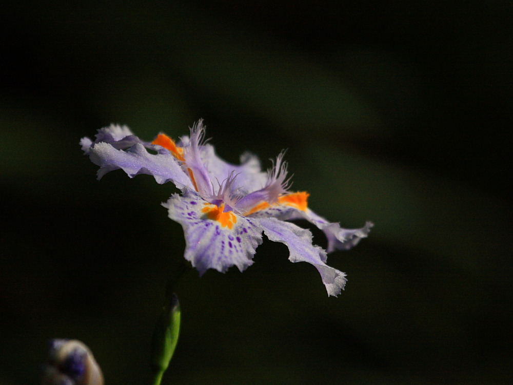 DPP_2164.JPG