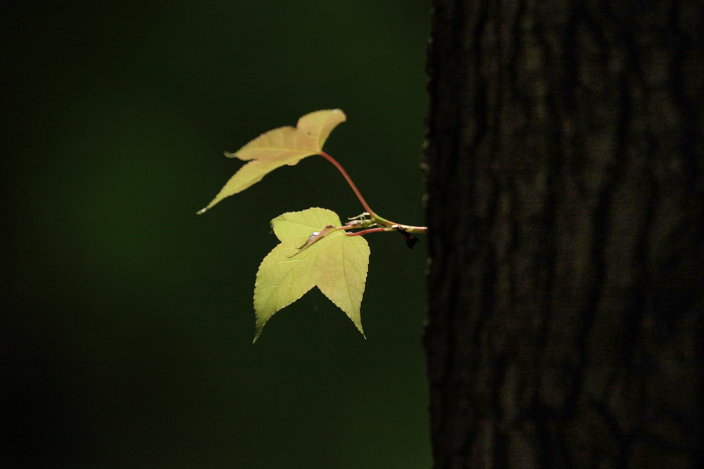 DPP_21671.jpg